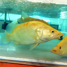 Load image into Gallery viewer, Albino Chinese Perch (Siniperca chuatsi)
