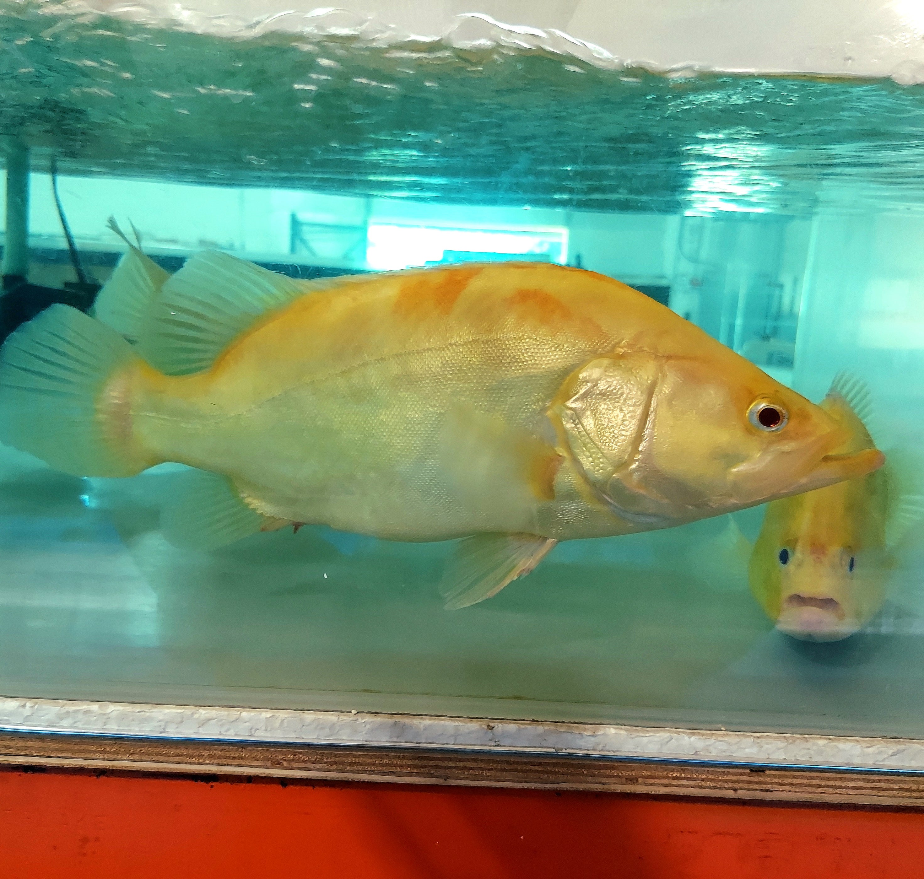 Albino Chinese Perch (Siniperca chuatsi) — Predatory Fins