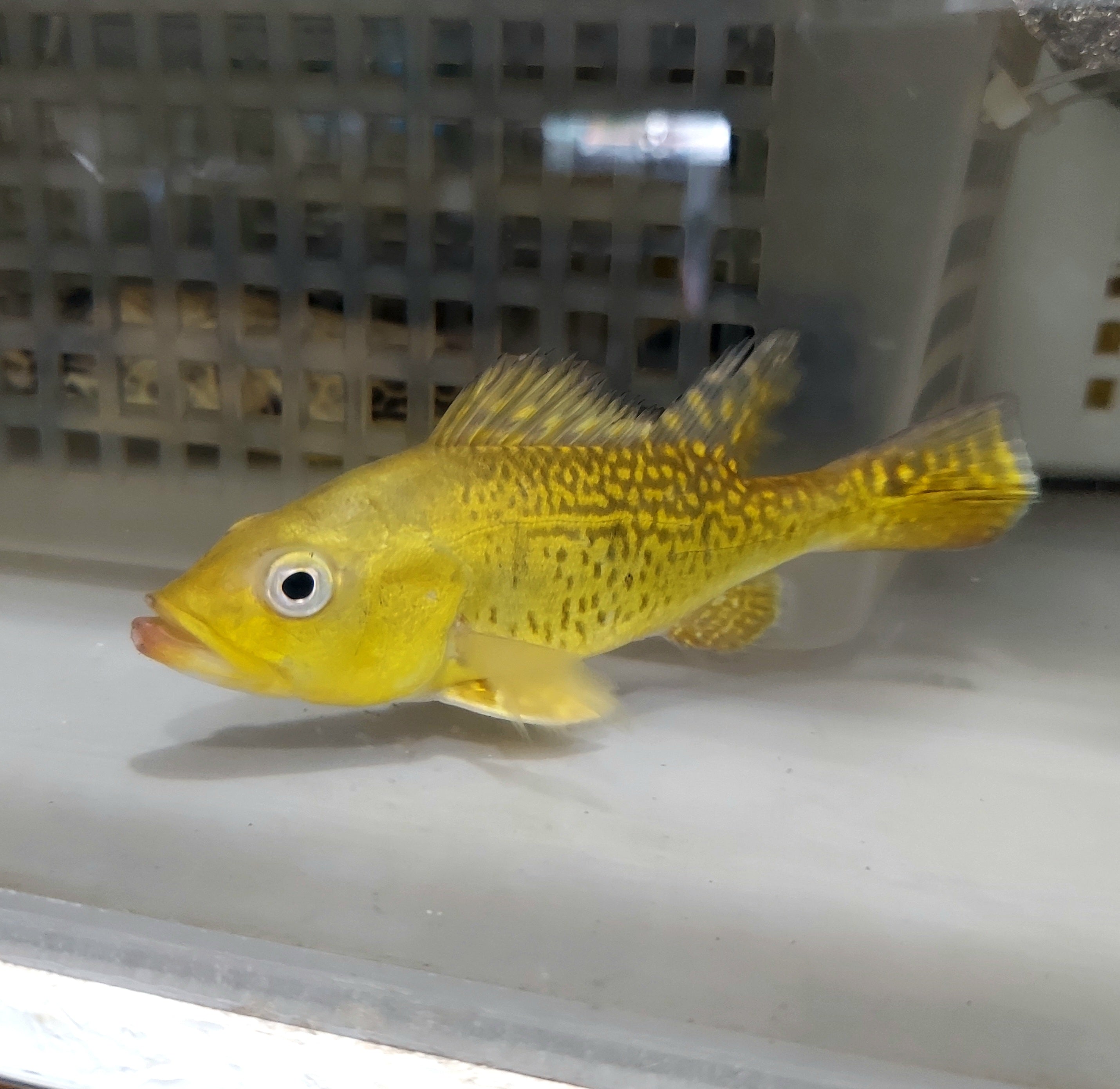 Spider Kelberi Peacock Bass (Cichla kelberi)