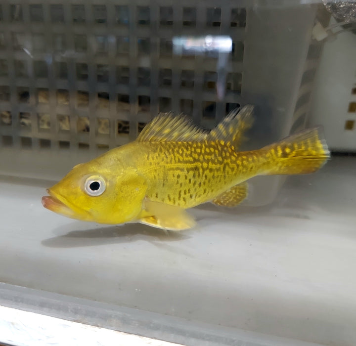 Spider Kelberi Peacock Bass (Cichla kelberi)