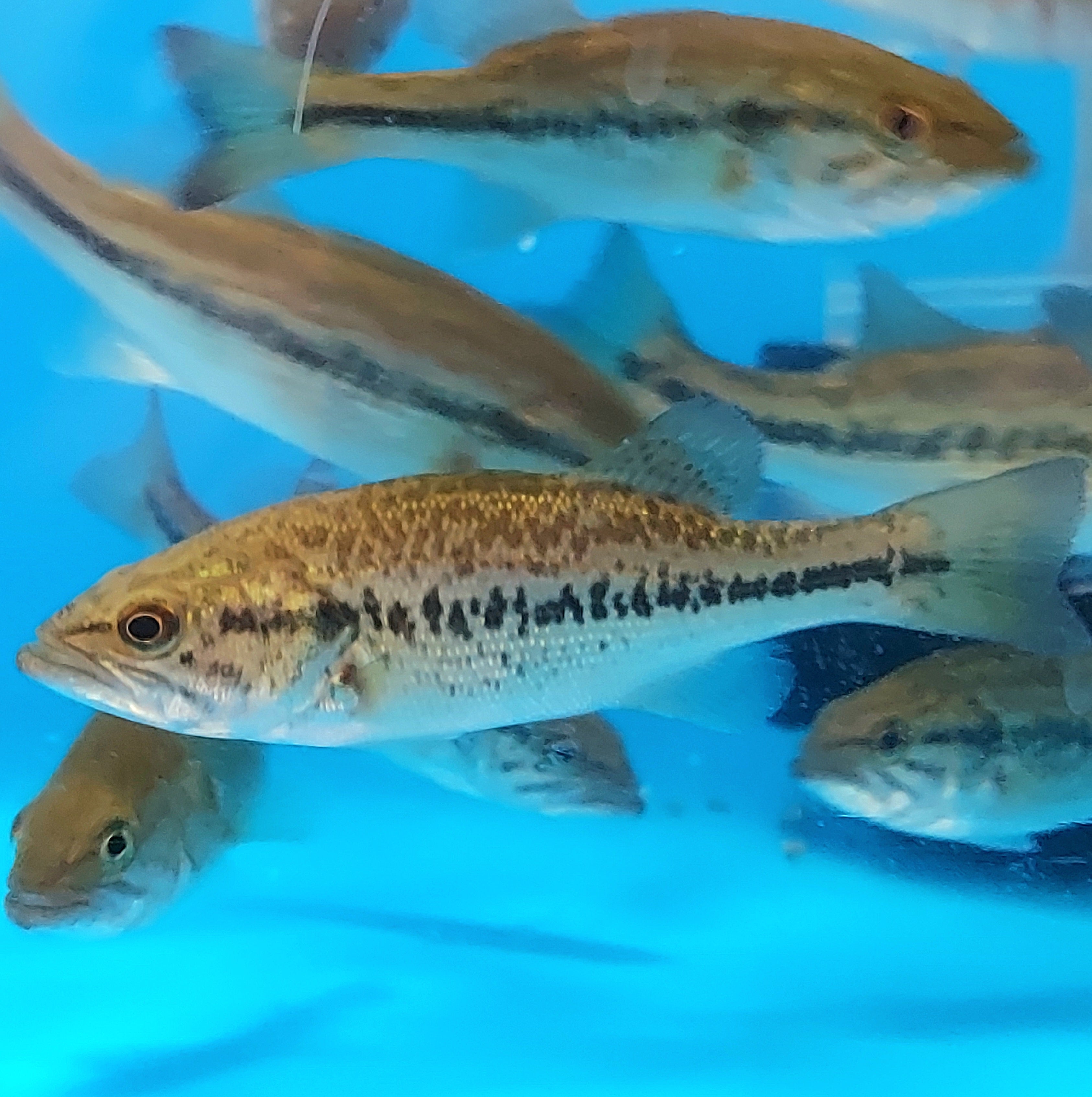 Tiger Largemouth Bass (Micropterus sp)