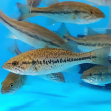 Load image into Gallery viewer, Tiger Largemouth Bass (Micropterus sp)
