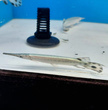 Load image into Gallery viewer, Platinum Florida Gar (Lepisosteus platyrhincus)
