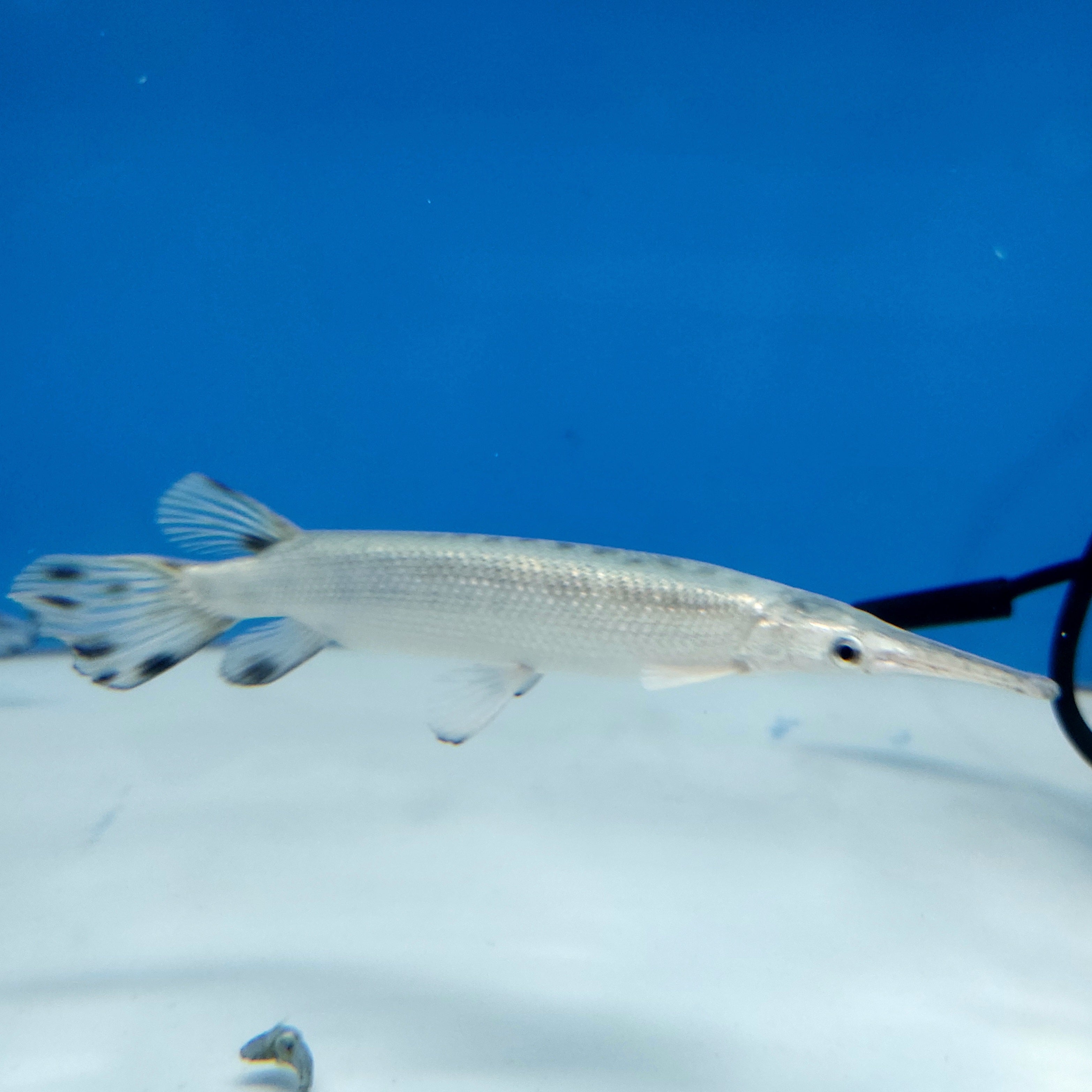 Platinum Florida Gar (Lepisosteus platyrhincus)