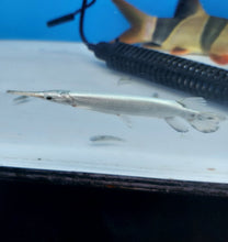 Load image into Gallery viewer, Platinum Florida Gar (Lepisosteus platyrhincus)
