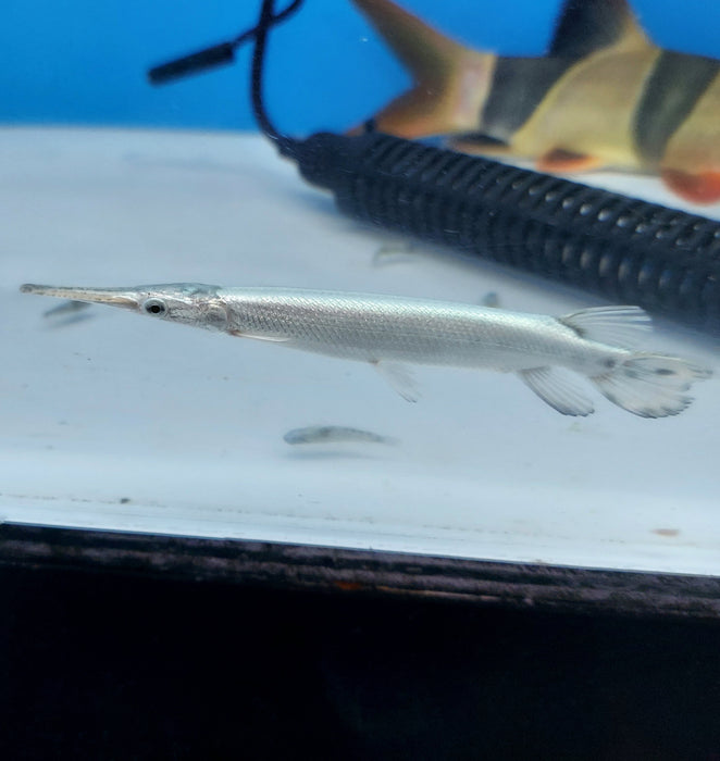 Platinum Florida Gar (Lepisosteus platyrhincus)