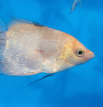Load image into Gallery viewer, Panda Pearlscale Giant Gourami (Osphronemus goramy)
