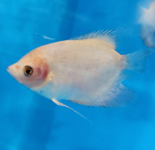 Load image into Gallery viewer, Panda Pearlscale Giant Gourami (Osphronemus goramy)

