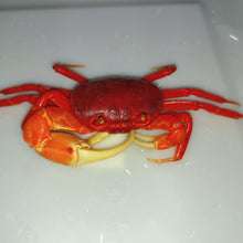 Load image into Gallery viewer, Red Pirate Crab (Vietorintalia rubrum)
