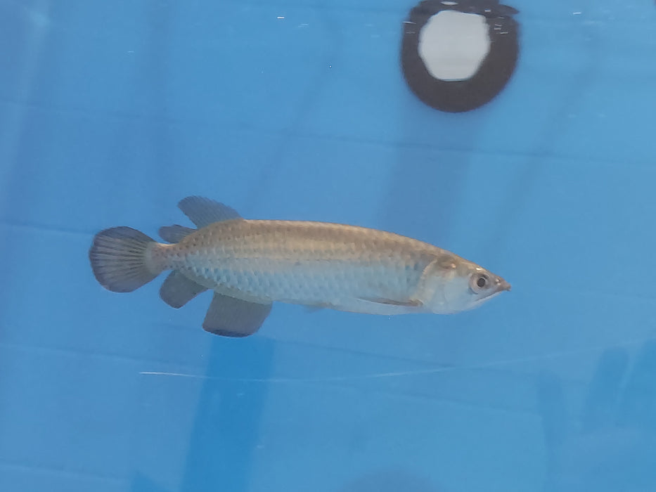 Jardini Arowana (Scleropages jardinii)
