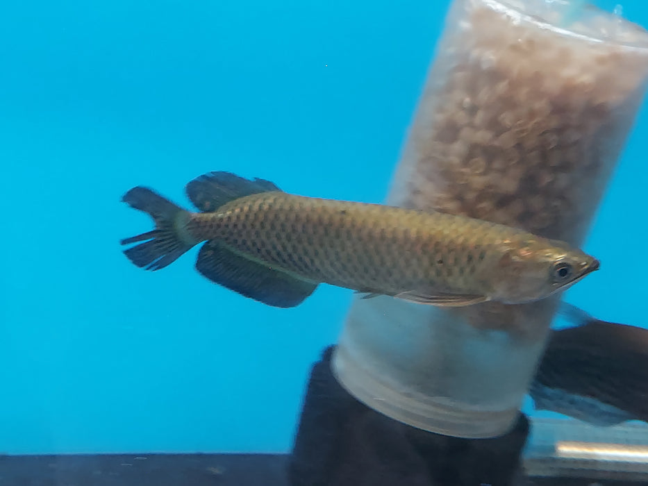 Jardini Arowana (Scleropages jardinii)