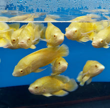 Load image into Gallery viewer, Lemon Oscar Cichlid (Astronotus ocellatus)
