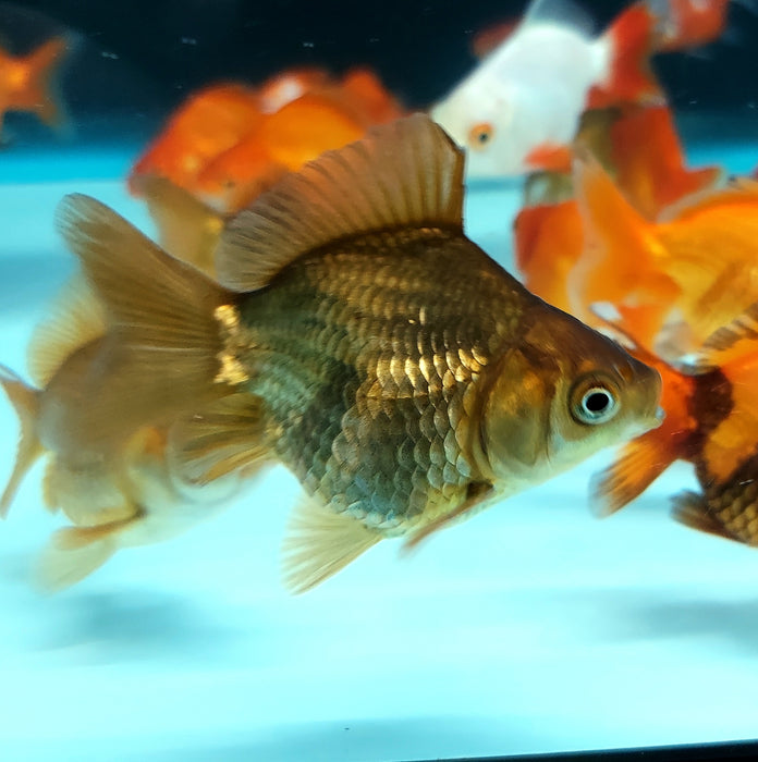 Short-Tail Ryukin Goldfish (Carassius auratus)