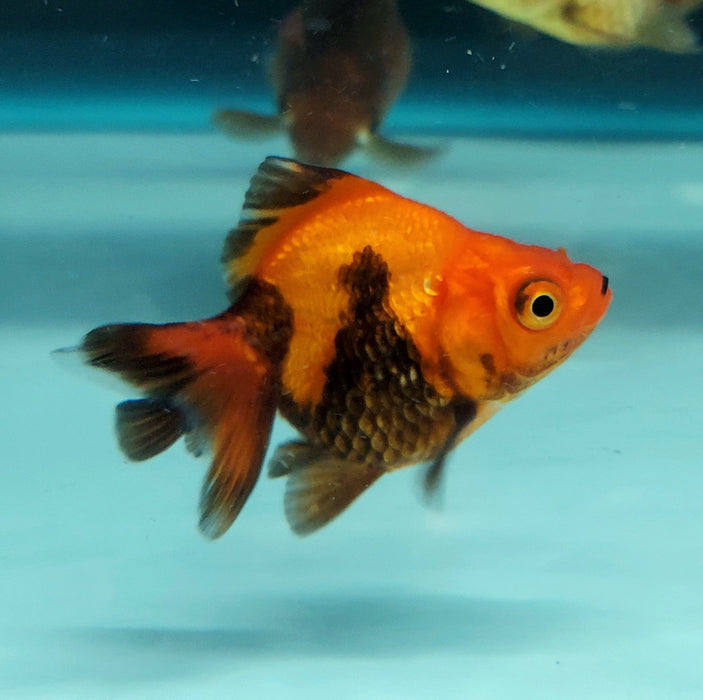 Short-Tail Ryukin Goldfish (Carassius auratus)