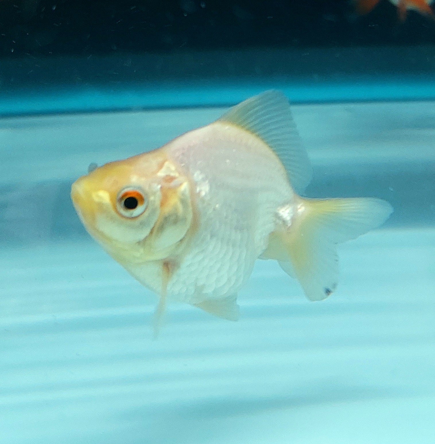 Short-Tail Ryukin Goldfish (Carassius auratus)