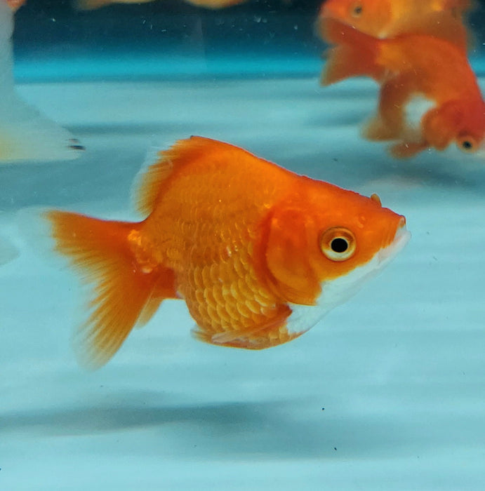 Short-Tail Ryukin Goldfish (Carassius auratus)