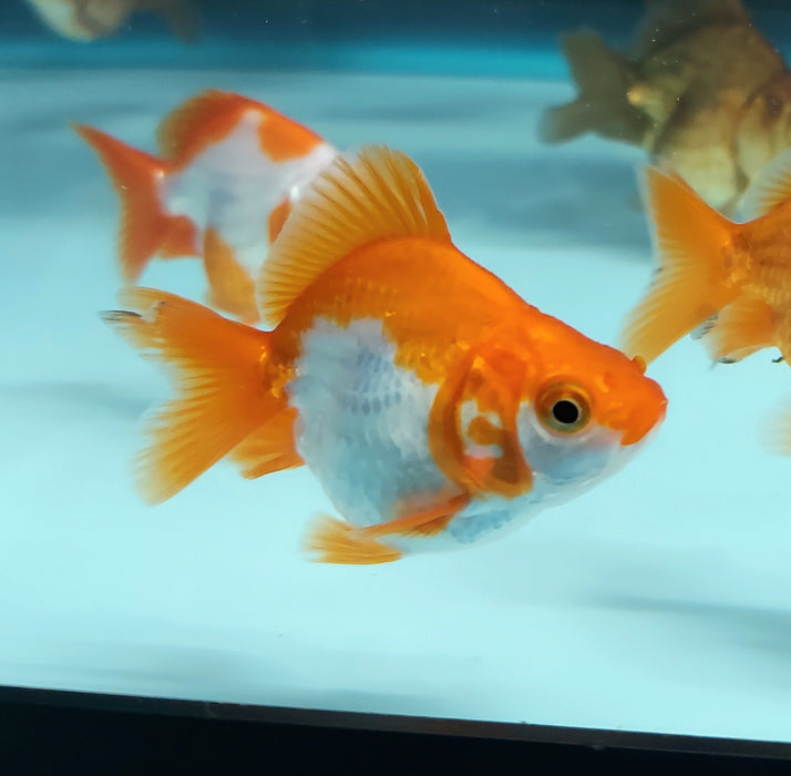 Short-Tail Ryukin Goldfish (Carassius auratus)