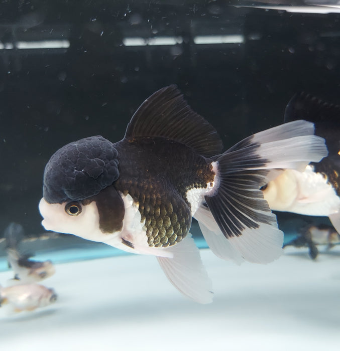 Panda Oranda Goldfish (Carassius auratus)