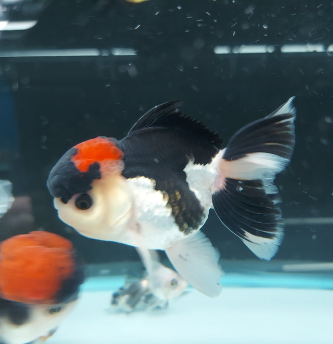 Tri Color Oranda Goldfish (Carassius auratus)