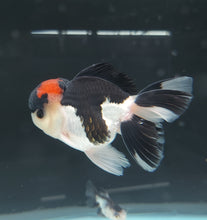 Load image into Gallery viewer, Tri Color Oranda Goldfish (Carassius auratus)
