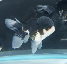 Load image into Gallery viewer, Panda Oranda Goldfish (Carassius auratus)
