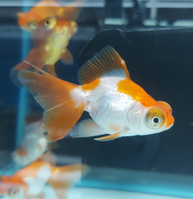 Moor Butterfly Telescope Goldfish (Carassius auratus)