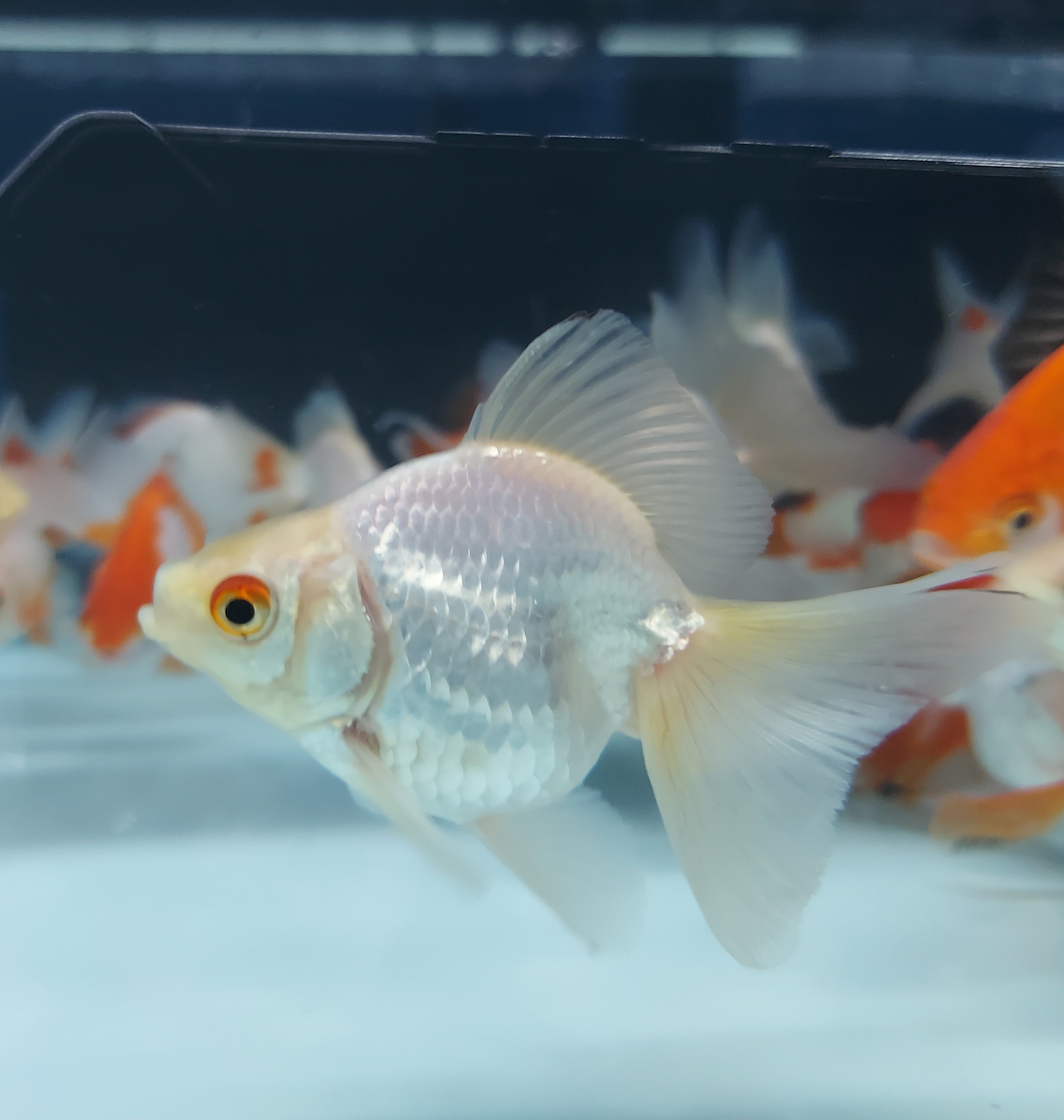 Broadtail Ryukin Goldfish (Carassius auratus)