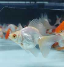 Load image into Gallery viewer, Broadtail Ryukin Goldfish (Carassius auratus)
