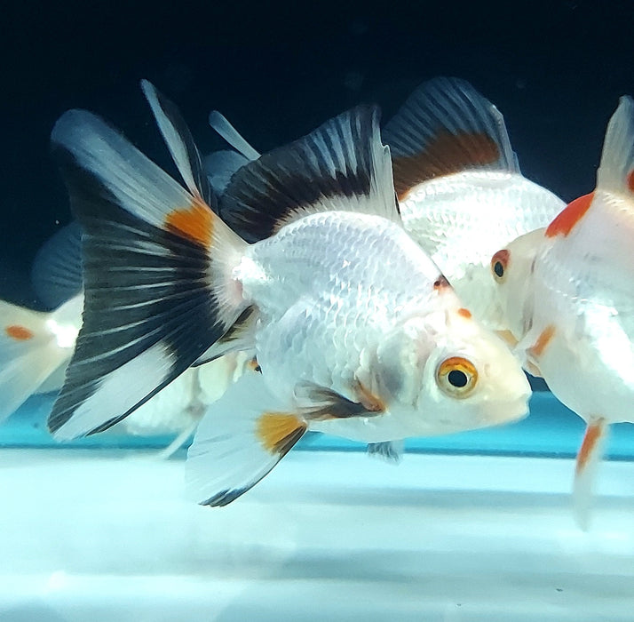 Broadtail Ryukin Goldfish (Carassius auratus)