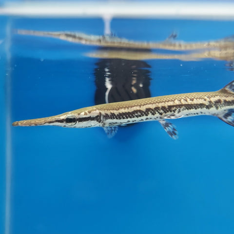 Cuban Gar (Atractosteus tristoechus) Predatory Fins