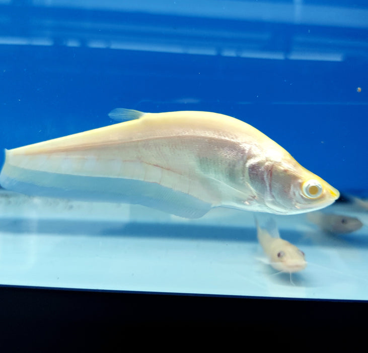 Albino Clown Knifefish (Chitala ornata)