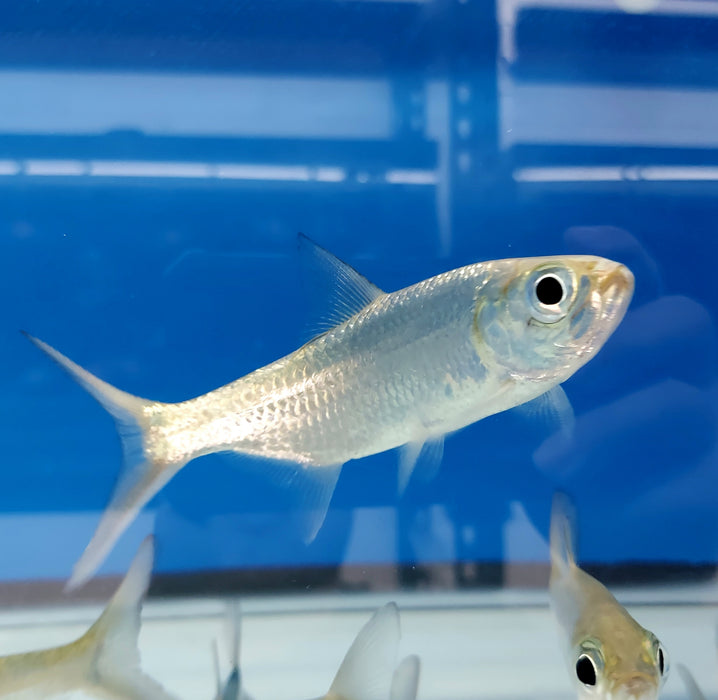 Indo Pacific Tarpon (Megalops cyprinoides)