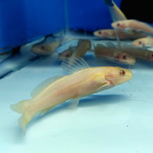 Load image into Gallery viewer, Albino Bagre Catfish (Rhamdia quelen)
