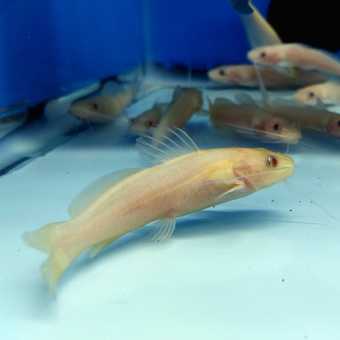 Albino Bagre Catfish (Rhamdia quelen)