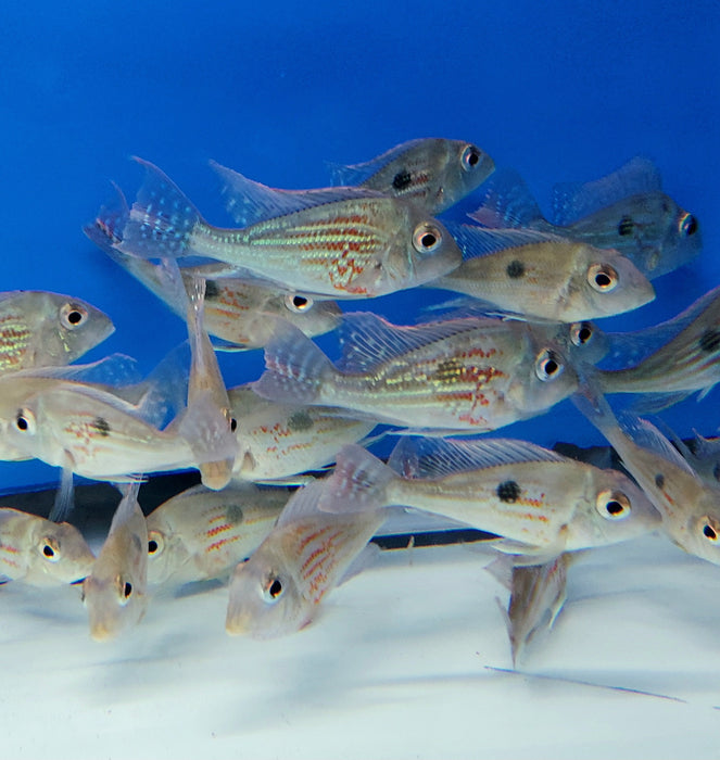 Sveni Eartheater Cichlid Parana (Geophagus sveni)