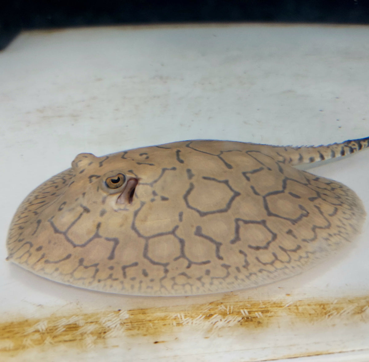 Snow Leopard Stingray (Potamotrygon xingu sp) — Predatory Fins