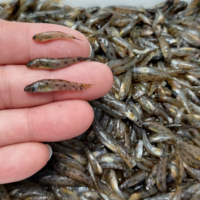 Mini Monsters - Frozen Feeder Goby
1 pack (16 oz)