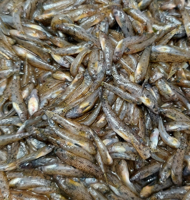 Mini Monsters - Frozen Feeder Goby