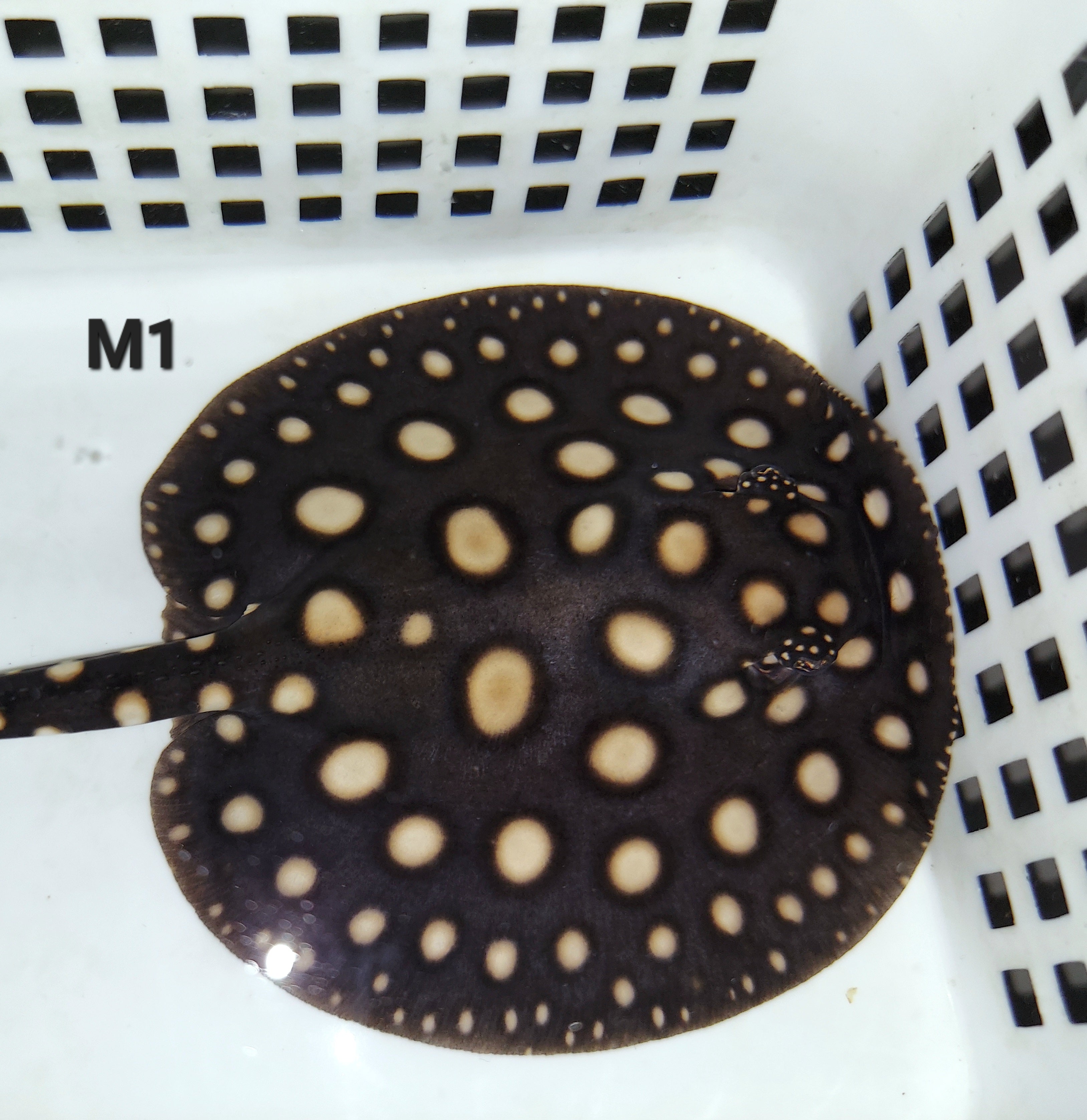 Black Diamond Stingray (Potamotrygon leopoldi) Predatory Fins