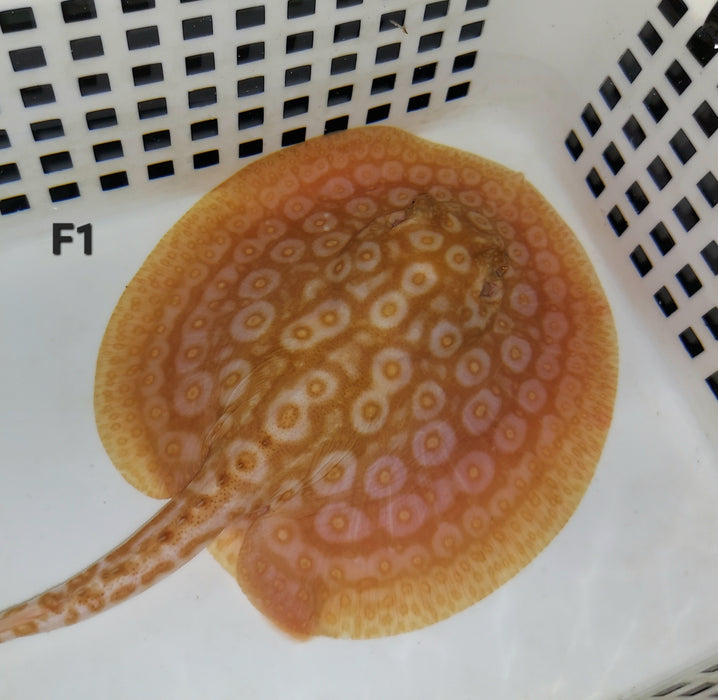 Albino Pearl Stingray (Potamotrygon jabuti)