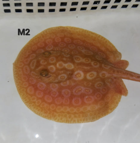 Potamotrygon Jabuti (Pearl)