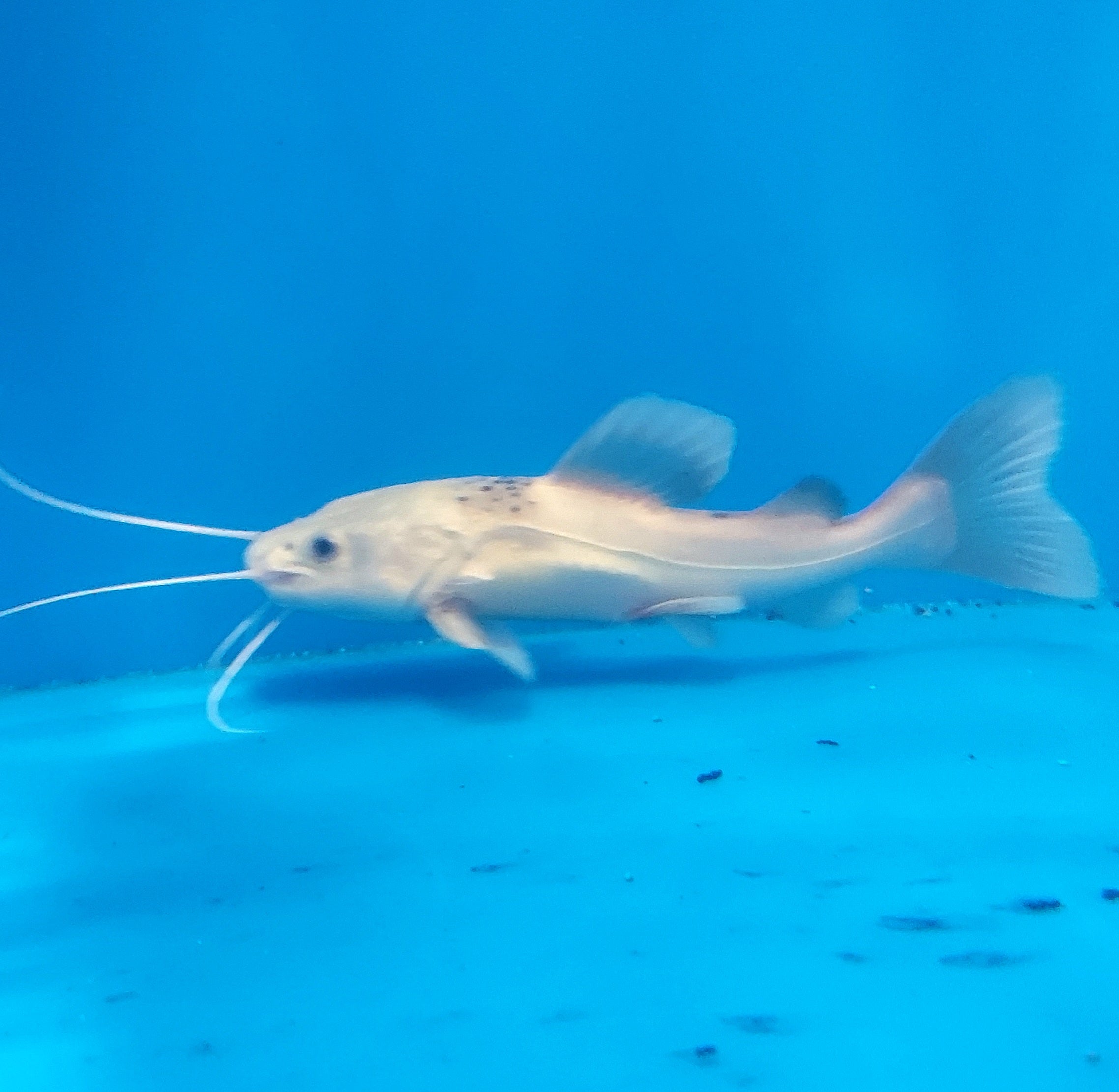 Platinum Redtail Catfish (Phractocephalus hemioliopterus)