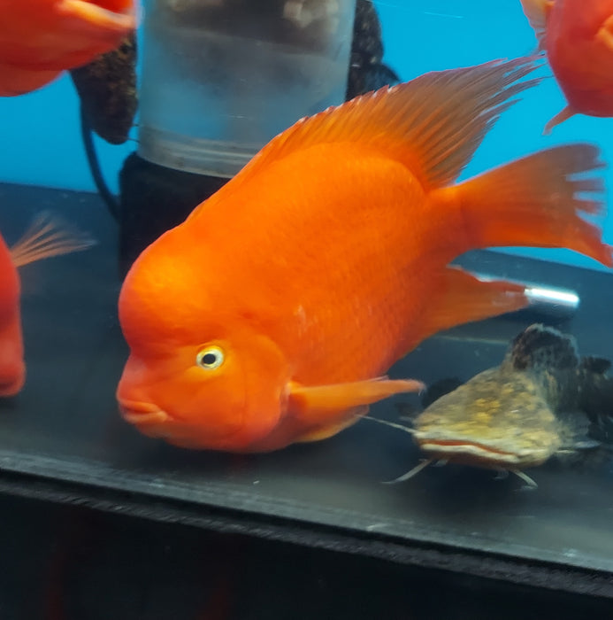 King Kong Red Mammon Parrot Cichlid (Cichlasoma sp)