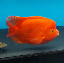 Load image into Gallery viewer, King Kong Red Mammon Parrot Cichlid (Cichlasoma sp)
