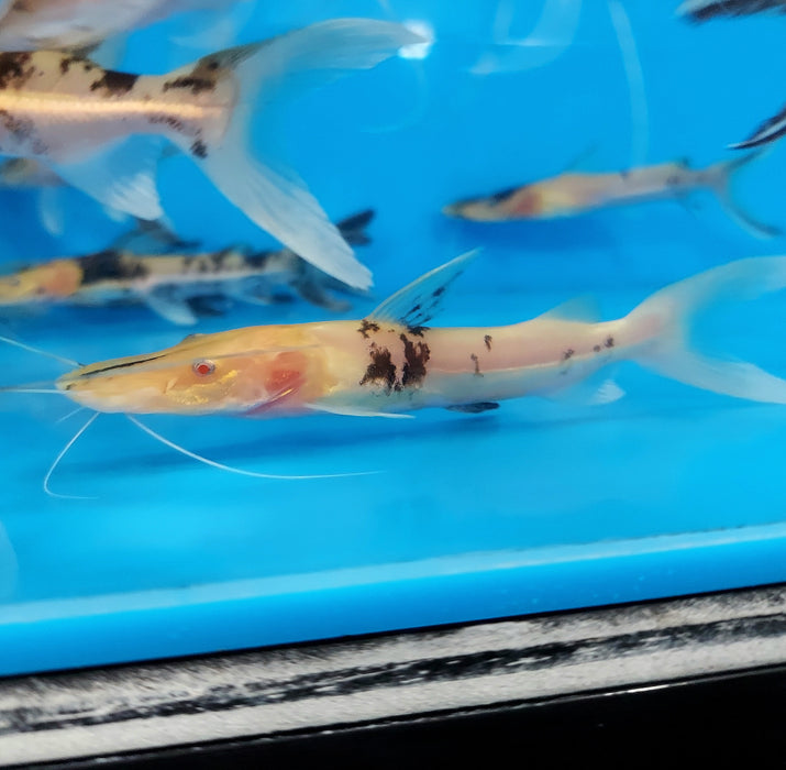 Albino Golden Marble Tiger Shovelnose Catfish (Pseudoplatystoma fasciatum)