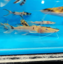 Load image into Gallery viewer, Albino Golden Marble Tiger Shovelnose Catfish (Pseudoplatystoma fasciatum)
