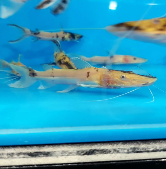 Albino Golden Marble Tiger Shovelnose Catfish (Pseudoplatystoma fasciatum)