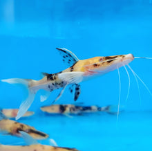 Load image into Gallery viewer, Albino Golden Marble Tiger Shovelnose Catfish (Pseudoplatystoma fasciatum)
