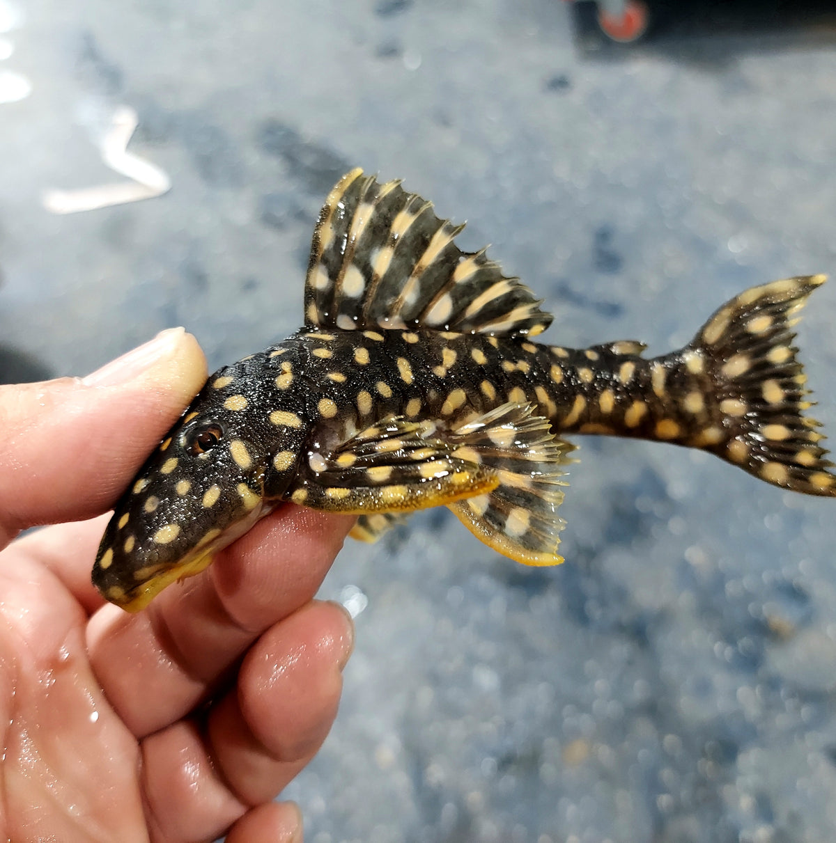 L082 Opal Spot Pleco (Scobinancistrus sp) — Predatory Fins