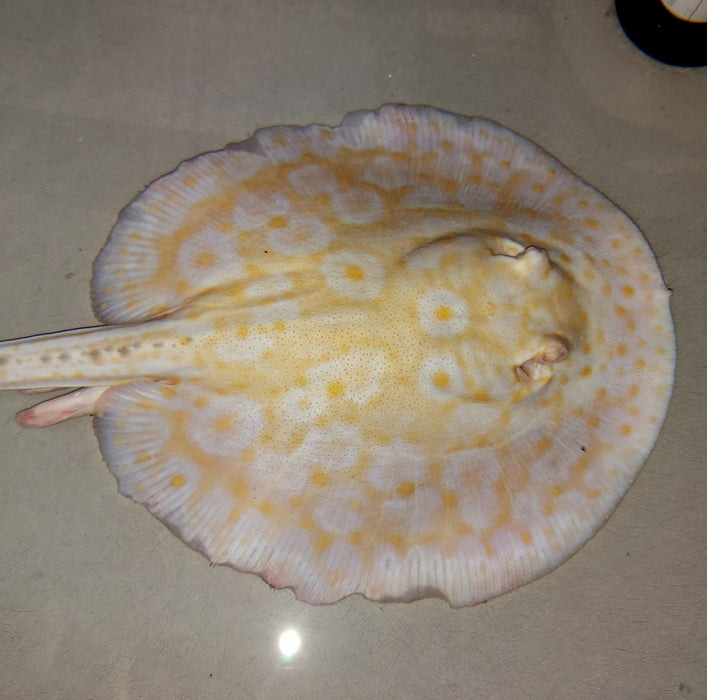 Golden Base Albino Pearl Stingray (Potamotrygon jabuti)